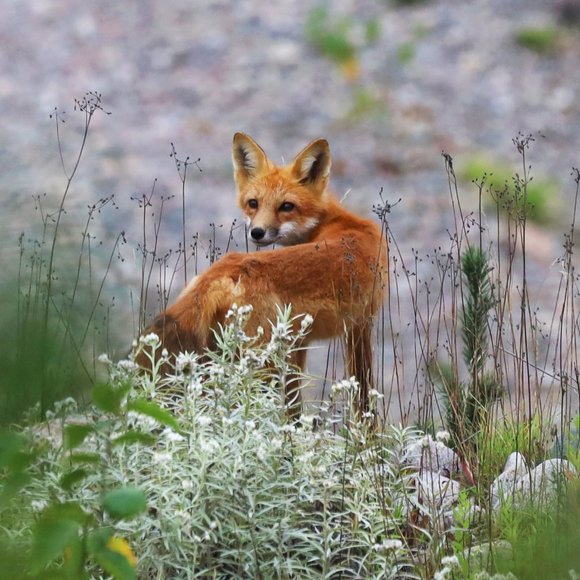 Meet your Posher, S - Picture 1 of 1